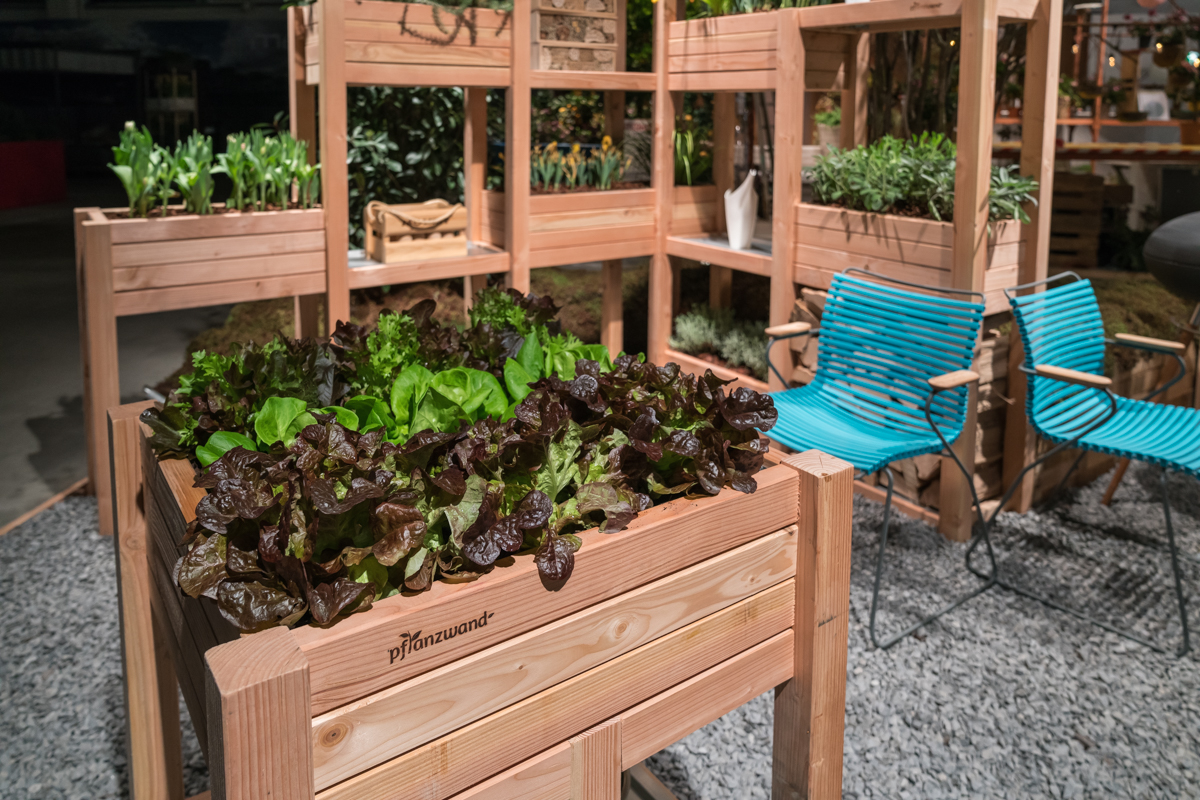 Frischer Salat im Hochbeet