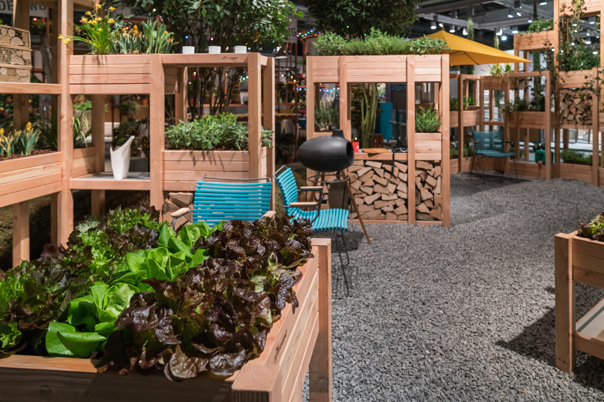 Frischer Salat im Hochbeet