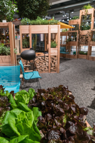 Frischer Salat im Hochbeet