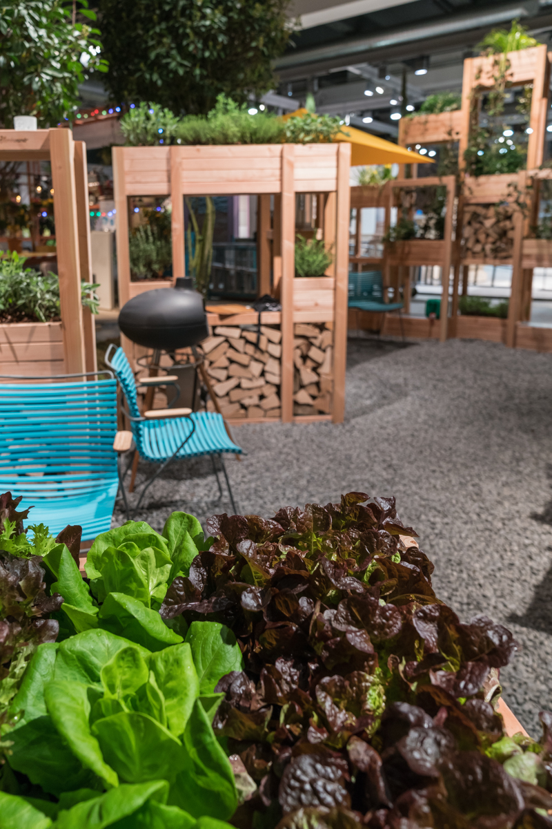 Frischer Salat im Hochbeet